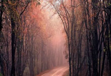 萨巴伦卡两连胜，郑钦文将战鲍里妮争小组第二WTA国际女子网球协会微博.